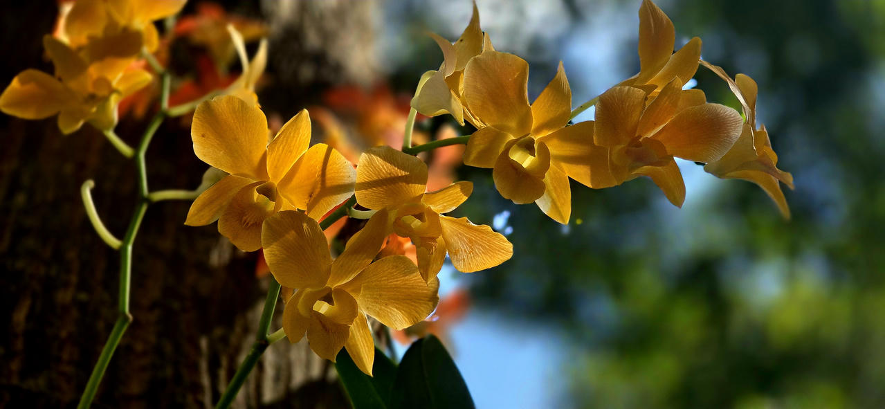 Những giò lan "tỏa sáng" trong nghĩa trang Hàng Dương