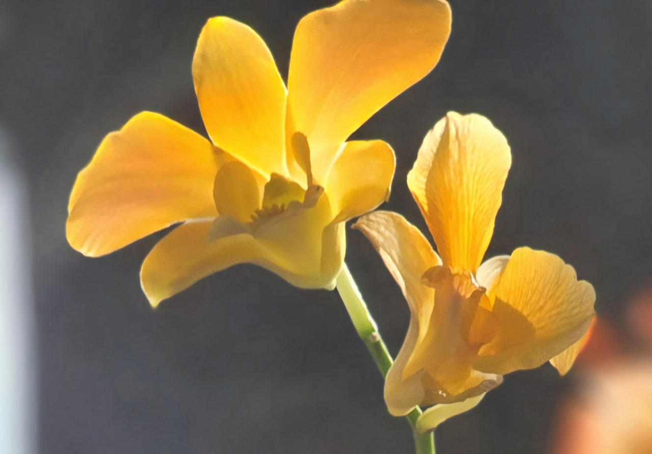 Những giò lan "tỏa sáng" trong nghĩa trang Hàng Dương