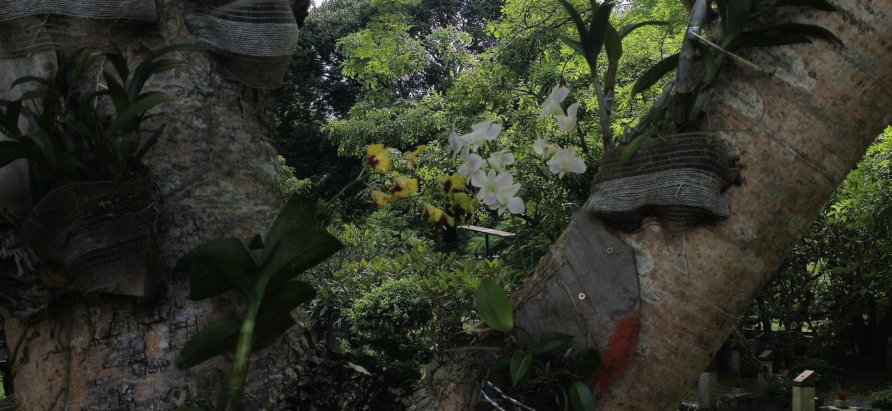 Những giò lan "tỏa sáng" trong nghĩa trang Hàng Dương