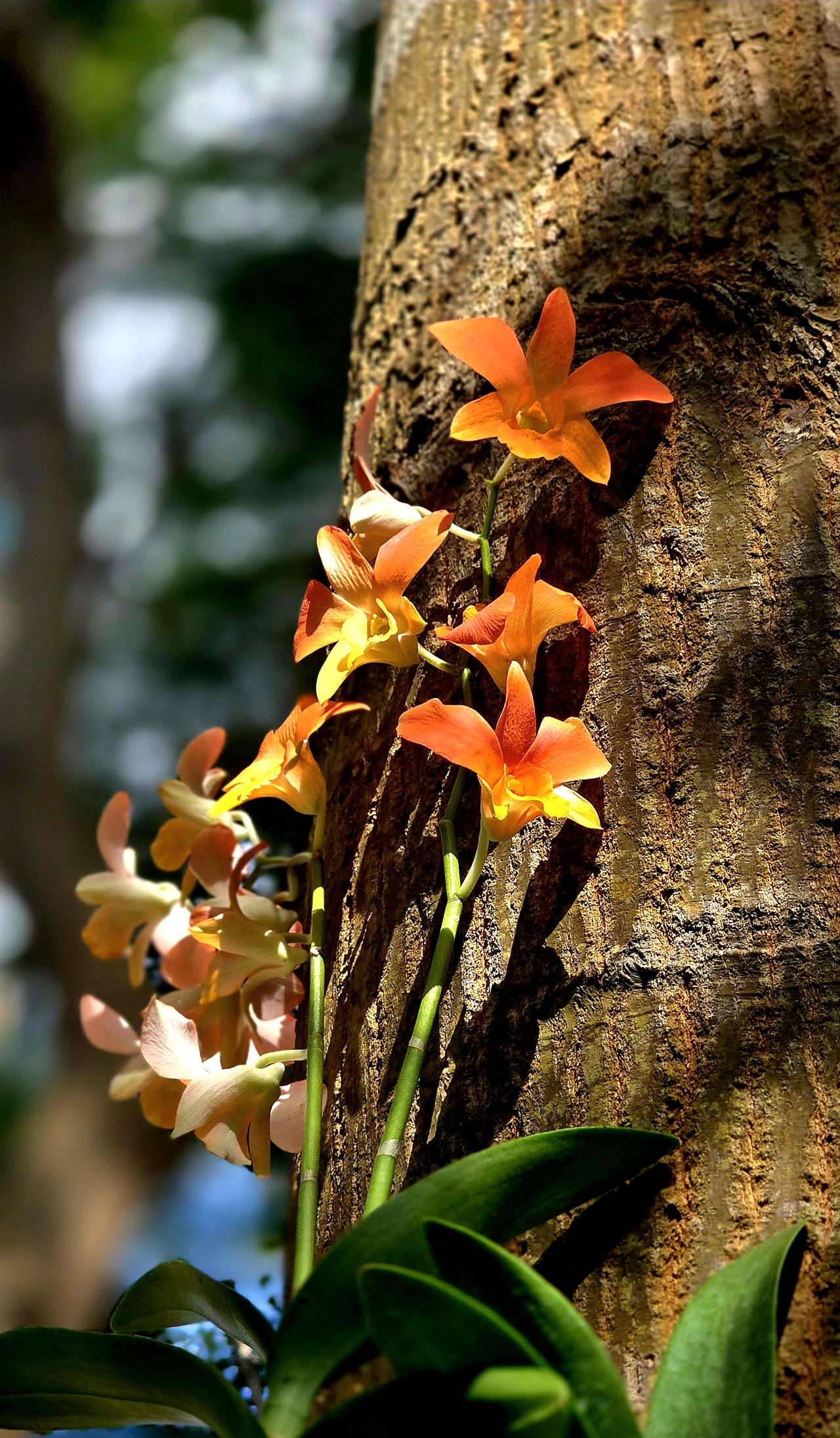 Những giò lan "tỏa sáng" trong nghĩa trang Hàng Dương