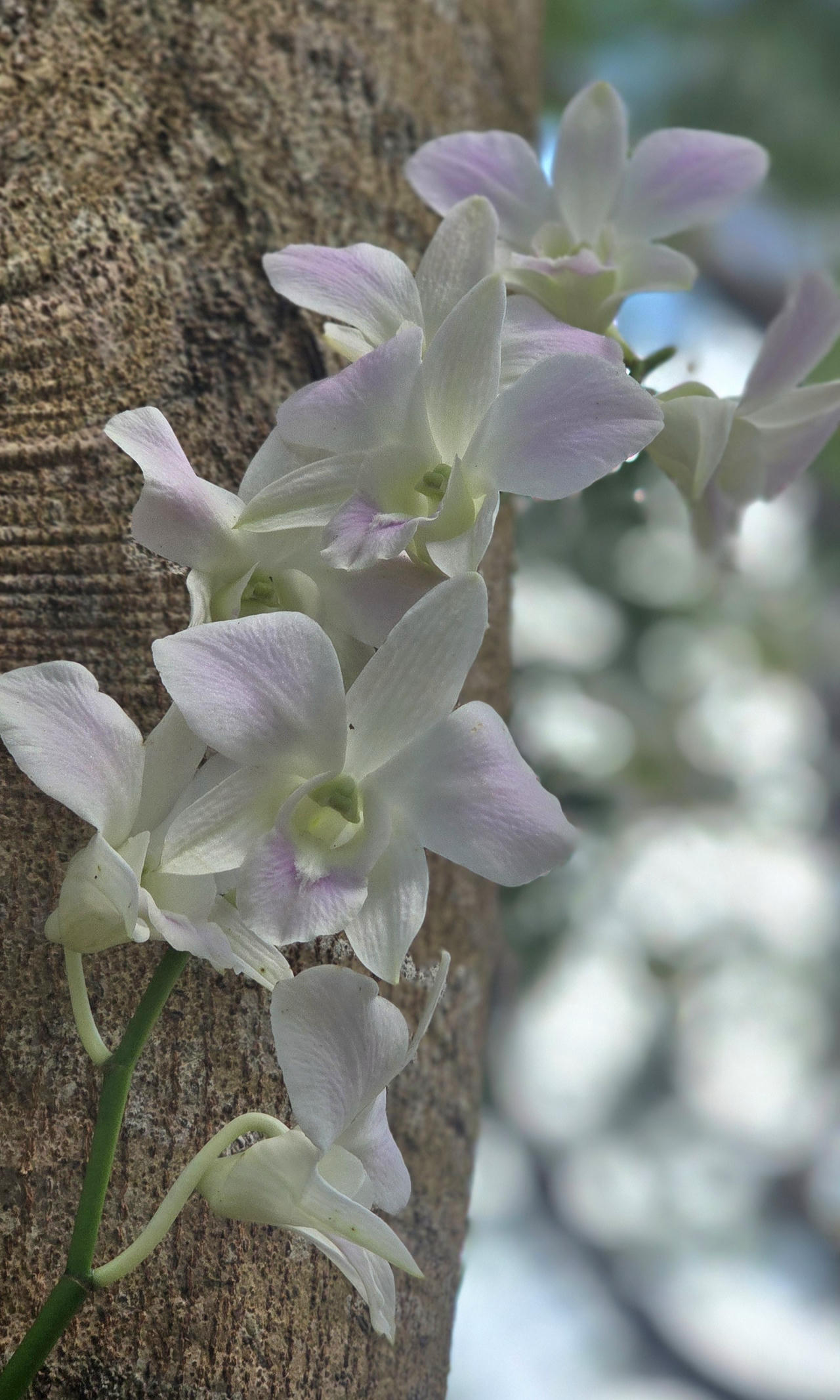 Những giò lan "tỏa sáng" trong nghĩa trang Hàng Dương