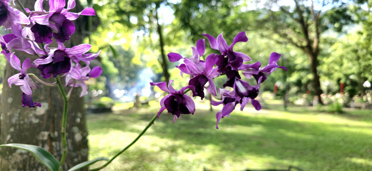 Những giò lan "tỏa sáng" trong nghĩa trang Hàng Dương