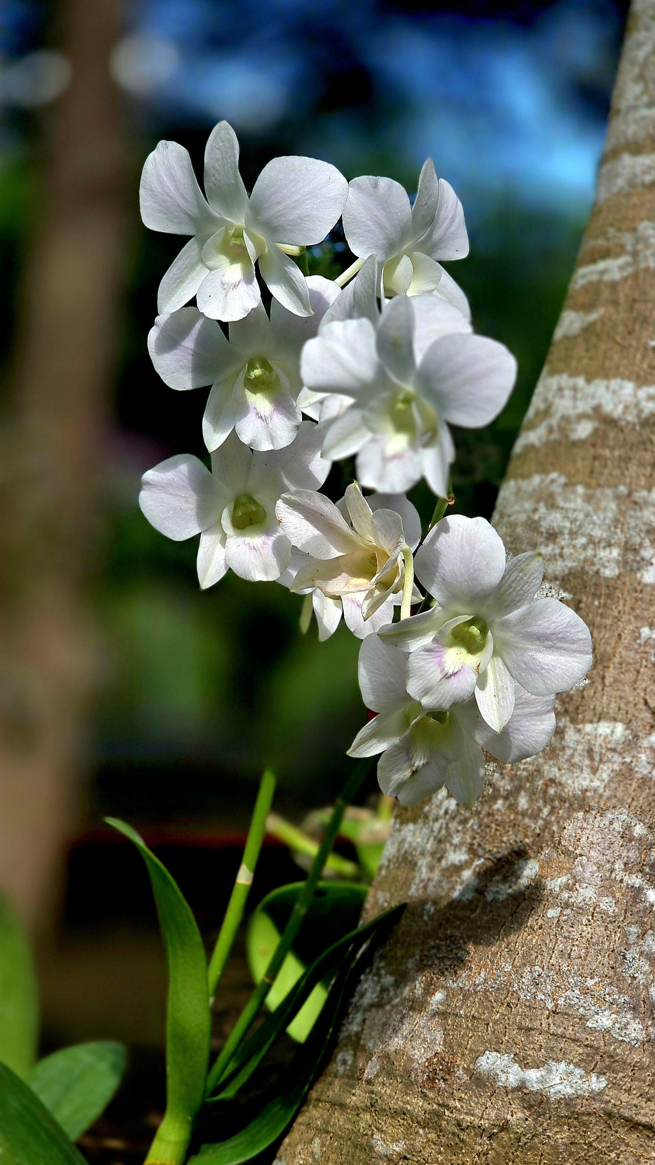 Những giò lan "tỏa sáng" trong nghĩa trang Hàng Dương