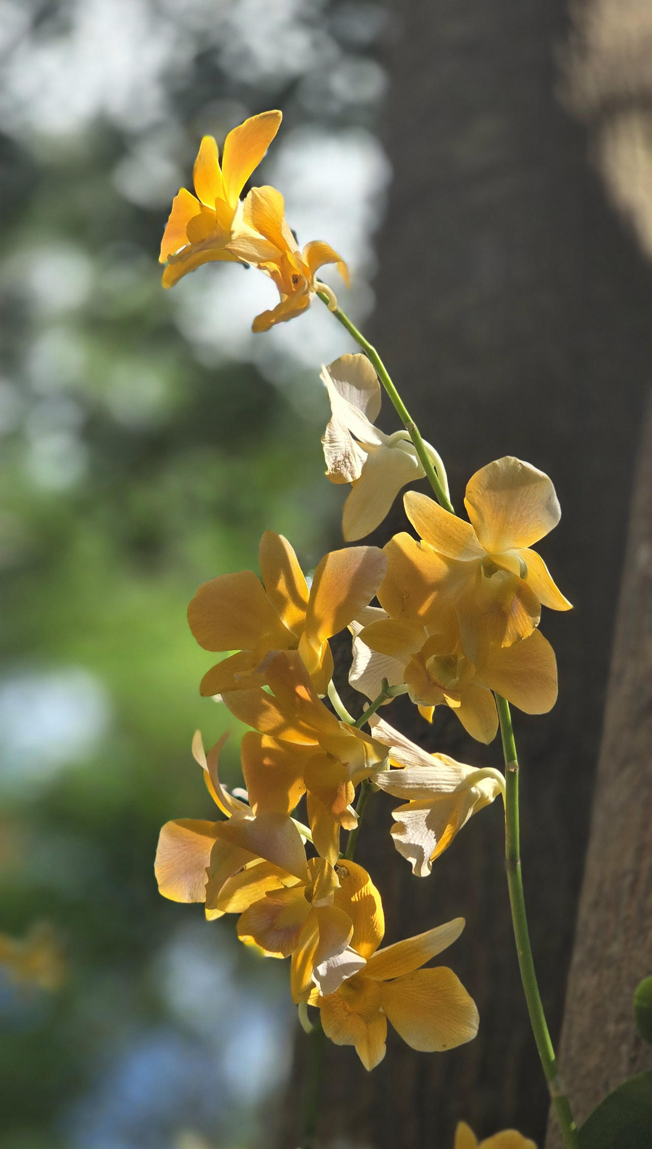 Những giò lan "tỏa sáng" trong nghĩa trang Hàng Dương