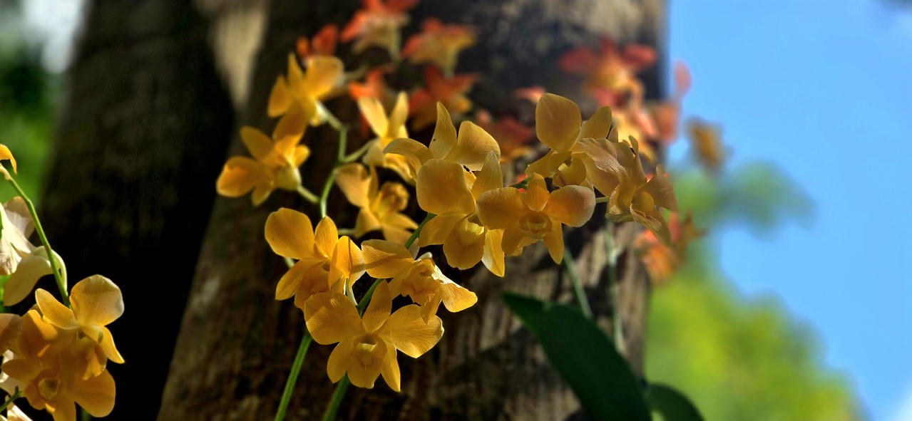 Những giò lan "tỏa sáng" trong nghĩa trang Hàng Dương