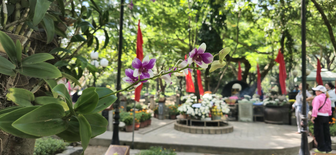 Những giò lan "tỏa sáng" trong nghĩa trang Hàng Dương