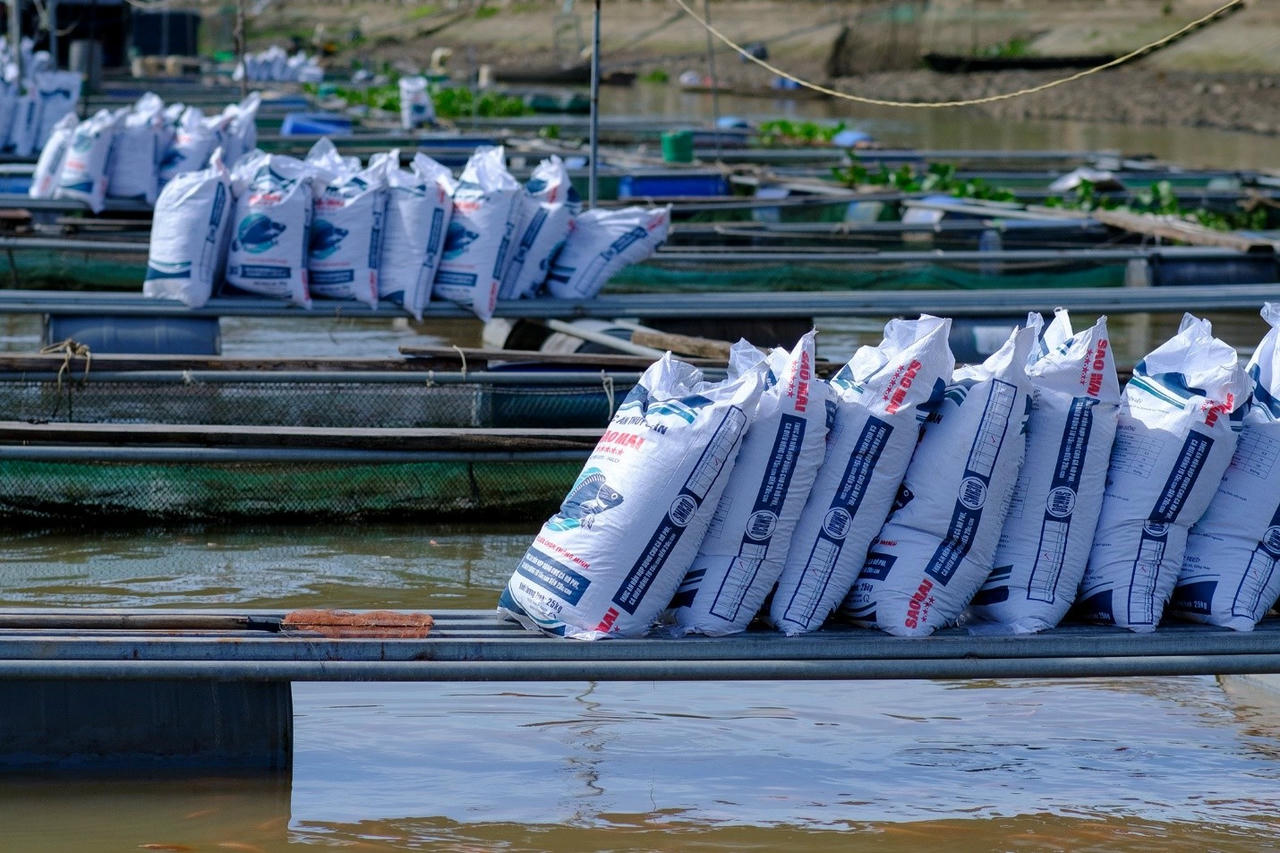 Muốn thu hoạch cá ngon thì không thể thiếu thức ăn xịn