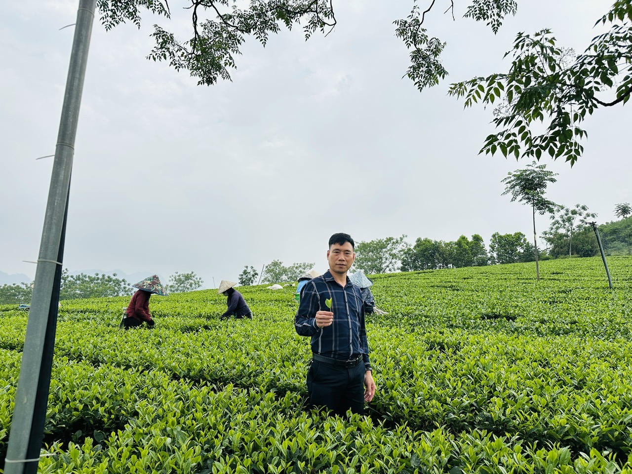 Ông: Nguyễn Công Sử, Giám đốc HTX Dịch Vụ sản xuất nông nghiệp Sử Anh - Tuyên Quang. (Ảnh: Lê Hanh)