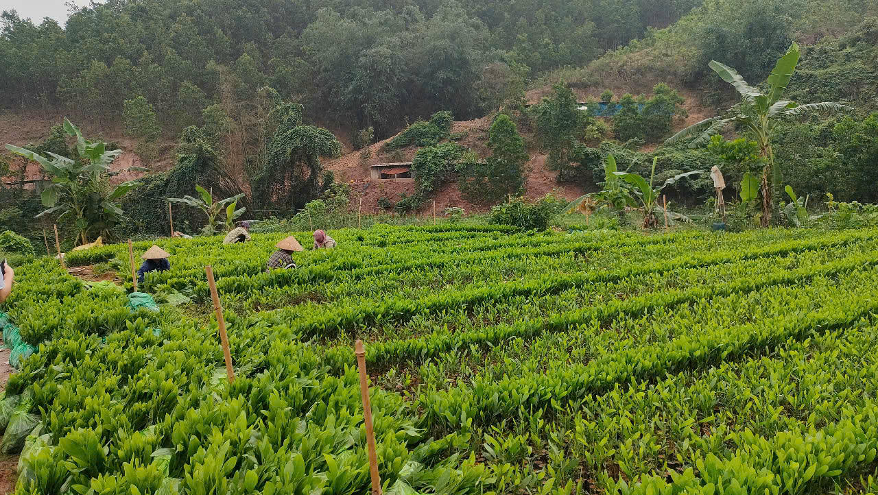 Sau bão số 3 (Yagi), rừng được khôi phục nhanh, tỷ lệ che phủ rừng duy trì khoảng 45%, đạt chỉ tiêu Nghị quyết; gần 31 nghìn ha rừng được cấp chứng chỉ FSC về quản lý bền vững.