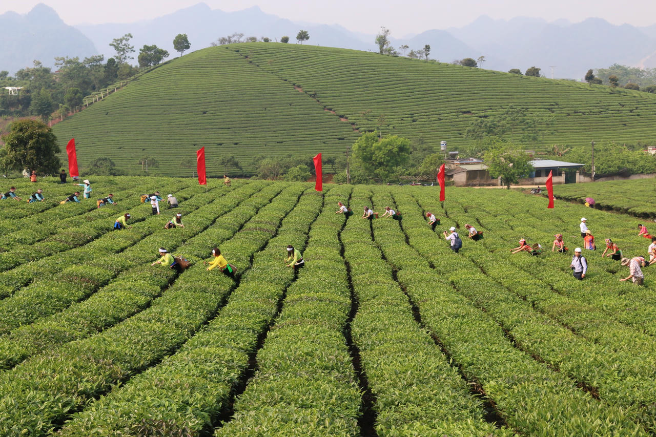 Vùng sản xuất chè tại cao nguyên Mộc Châu, Sơn La.