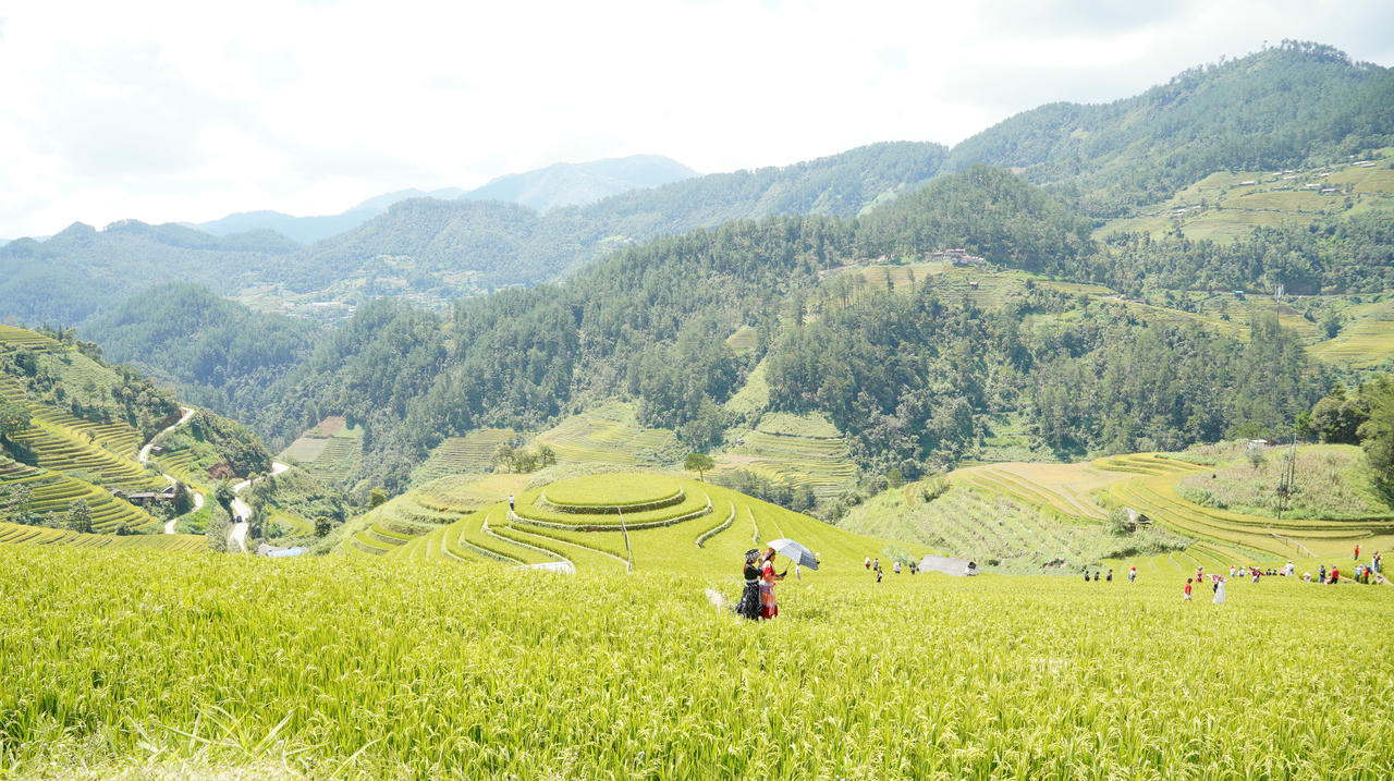 Lào Cai: Mùa lúa vàng 'bội thu' du khách