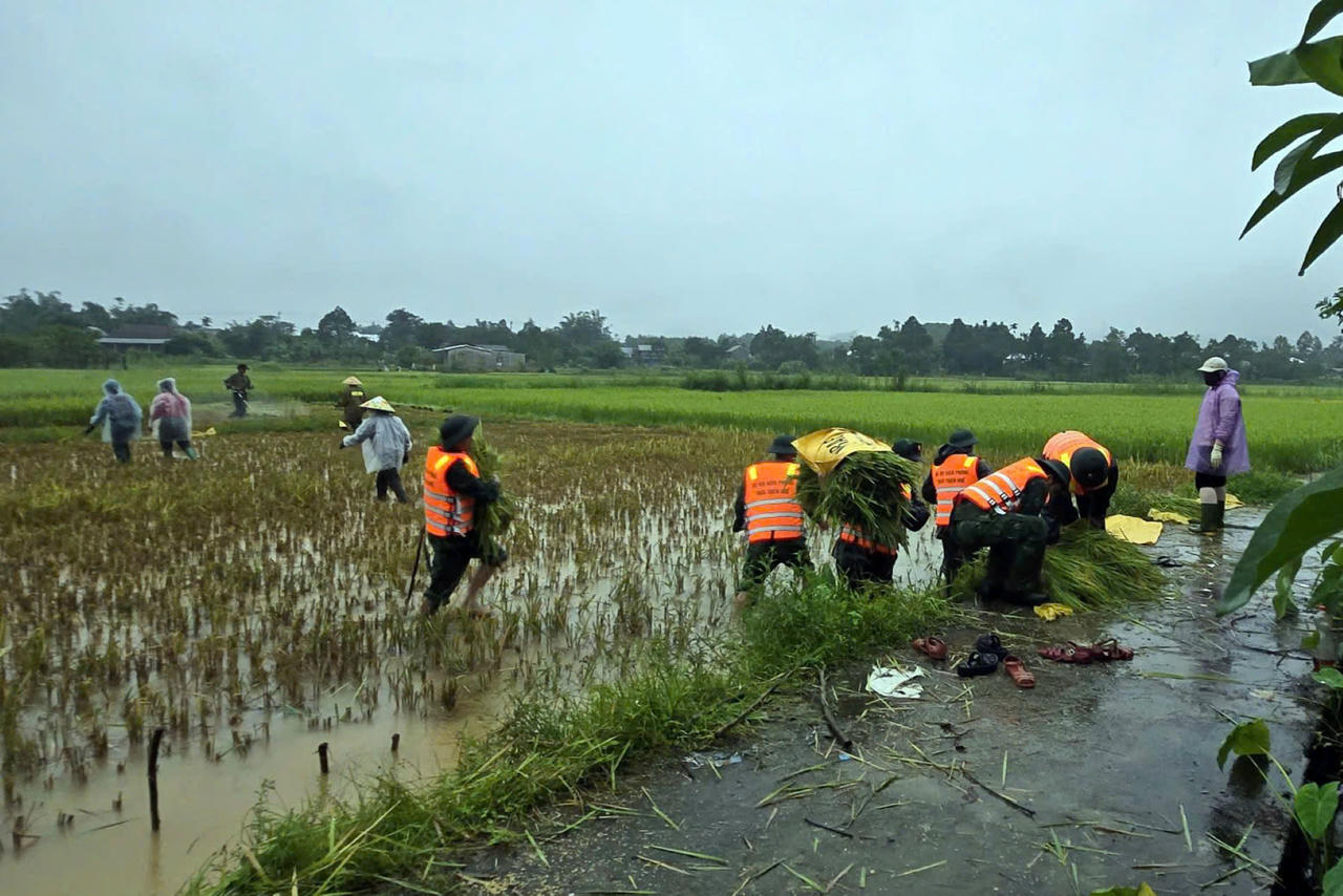 Đồn Biên phòng Quảng Nhâm giúp người dân thôn Hợp Thượng, xã A Lưới 3
thu hoạch lúa.