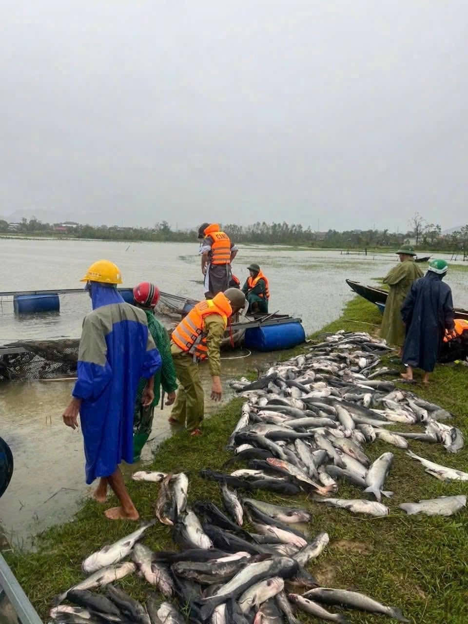 Tại xã Kỳ Hoa, tỉnh Hà Tĩnh, nhiều hộ nuôi cá lồng bè thiệt hại nặng nề. Bão mạnh các bè nuôi bị xô dạt, mắc cạn, dẫn đến thiếu nước, khiến cá chết hàng loạt. Ước tính tổng sản lượng cá thiệt hại khoảng 20 tấn, chủ yếu là cá diêu hồng, cá chẽm… 