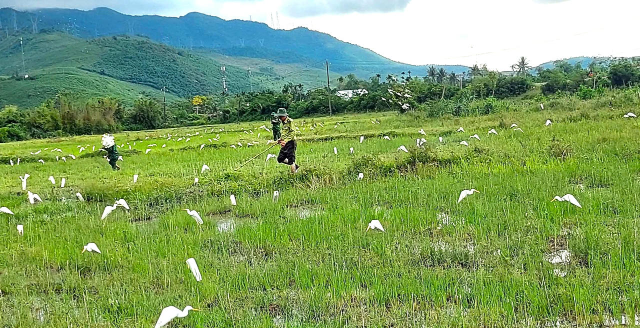 Mặc dù cơ quan chức năng đã vào cuộc tuyên truyền, xử lý nhưng nạn săn bắt chim trời vẫn diễn ra rất nhức nhối trên địa bàn.