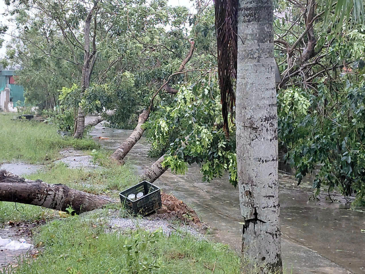 Cây xanh bật gốc.