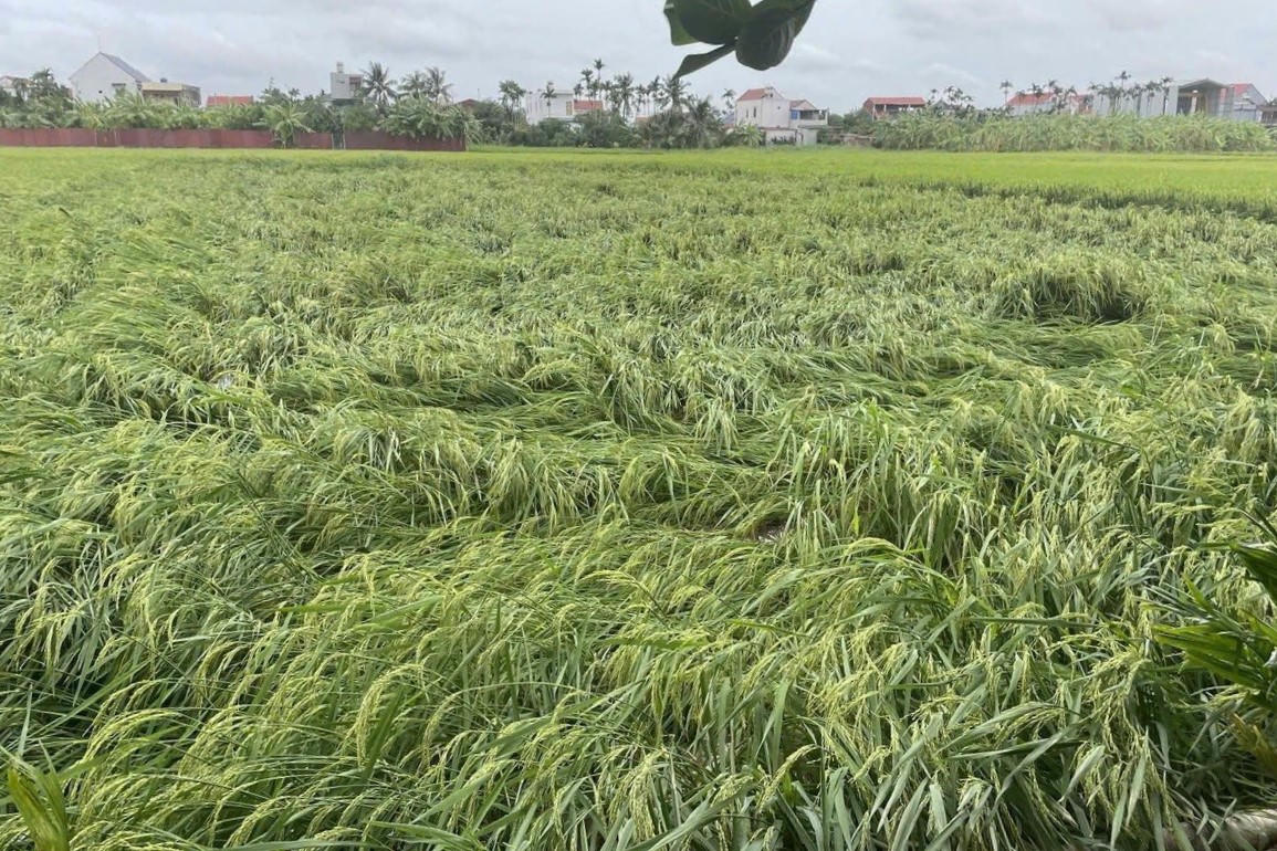 Hàng nghìn ha lúa và hoa màu bị hư hại.