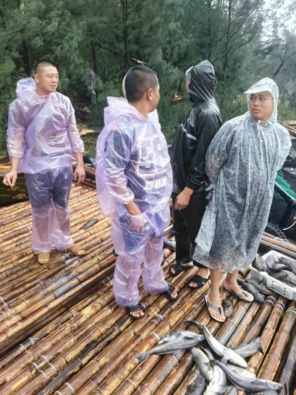 Cá mú nuôi trên lồng bè tại Vũng Chùa - Đảo Yến bị sóng đánh chết hàng loạt.