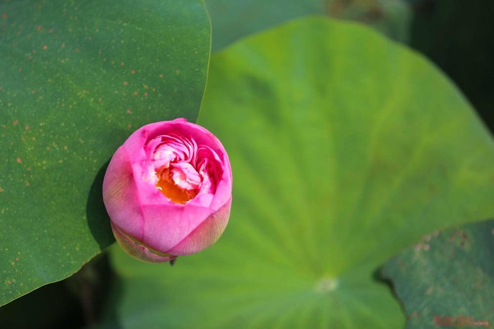 Hương giới hạnh giữa đời thường