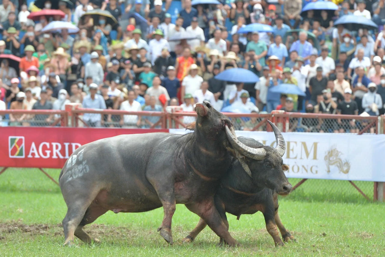 'Ông trâu' số 06 giành ngôi vô địch Lễ hội chọi trâu Đồ Sơn 2025