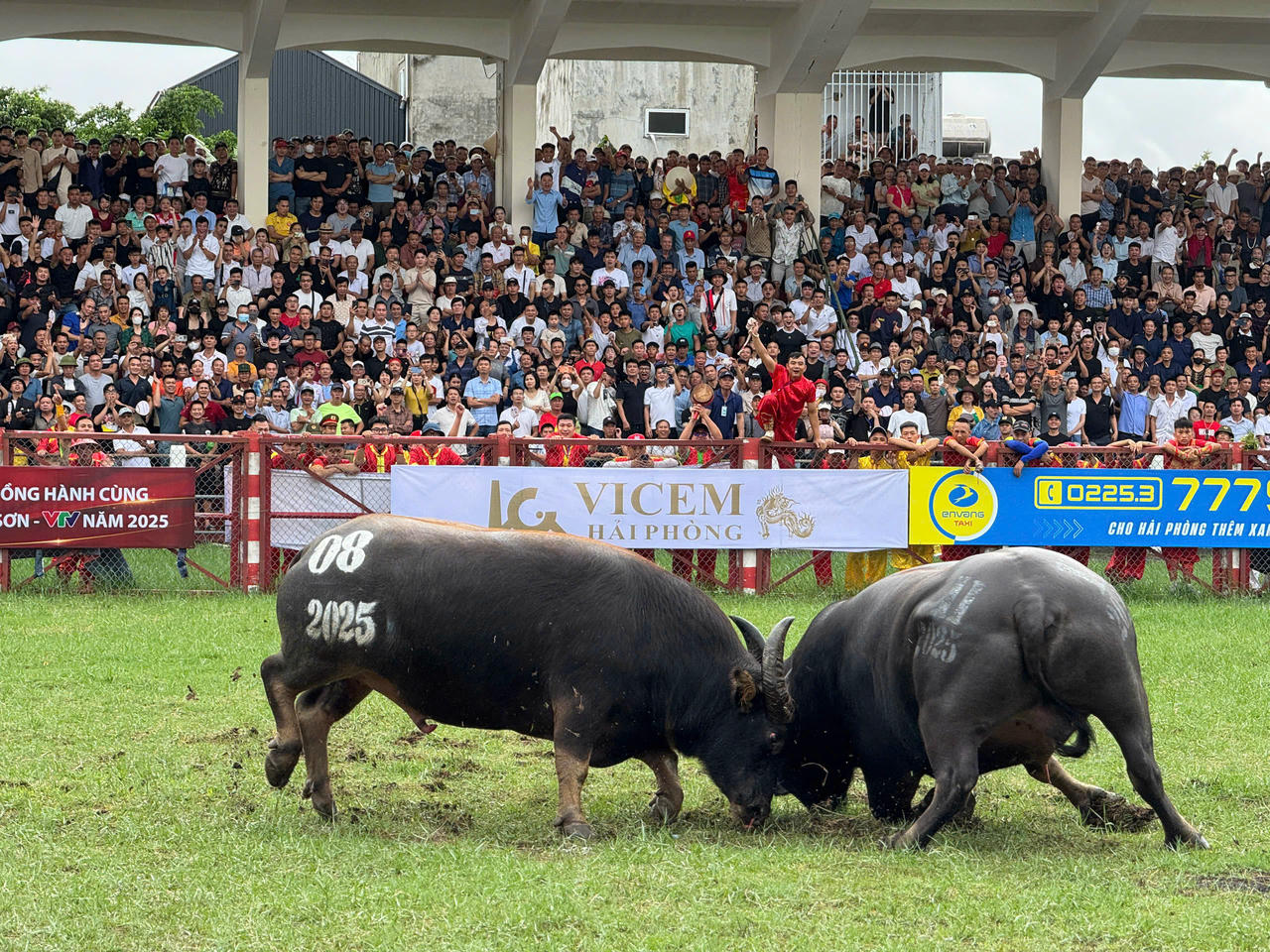 Năm nay có 16 ông trâu tham dự lễ hội, có 3 ông trâu nhập từ Thái Lan là trâu số 01, trâu số 10 và trâu số 15.