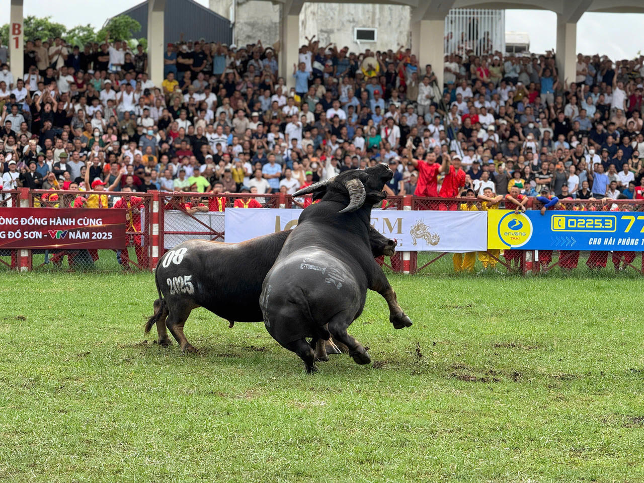 Hàng chục nghìn du khách nô nức về Hải Phòng dự Lễ hội chọi trâu Đồ Sơn 2025