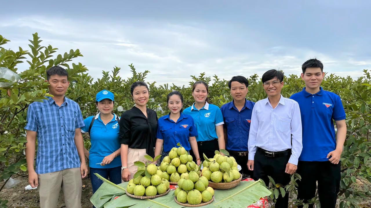 Mô hình trồng ổi theo tiêu chuẩn VietGAP góp phần giảm nghèo bền vững ở phường Kim Trà.