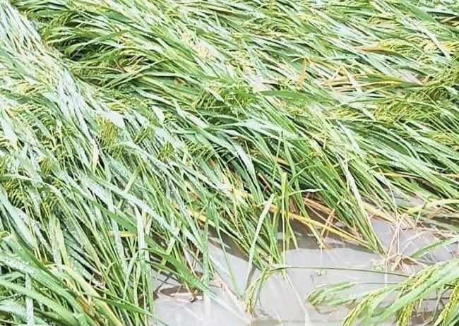            Sản xuất
nông nghiệp cũng chịu ảnh hưởng lớn, với 12 ha lúa thiệt hại từ 30%-70% , 05 ha
lúa bị sạt lở vùi lấp hoàn toàn. Cây ngô thiệt hại 50% khoảng 1,5 ha, 70% là
0,5 ha. Cây đao riềng bị sạt lở thiệt hại 100% là 0,2 ha.