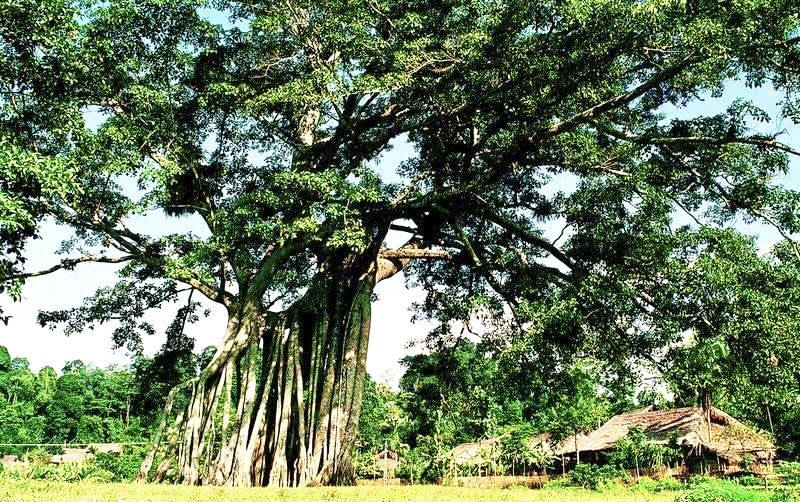 Cây Đa Tân Trào (Ảnh: Lê Hanh)