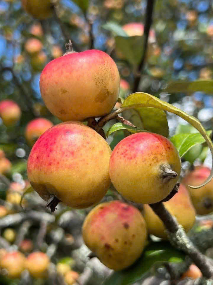 Những quả táo mèo Nậm Nghẹp luôn được đánh giá cao
về chất lượng nhờ được trồng ở độ cao lý tưởng. (Ảnh: NVCC)