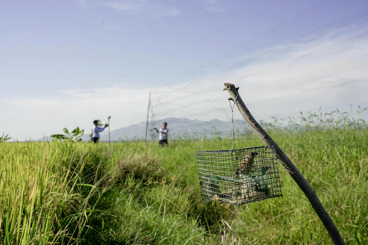 Ngăn chặn tình trạng săn bắt trái phép để phát triển bền vững chim yến ở Khánh Hoà