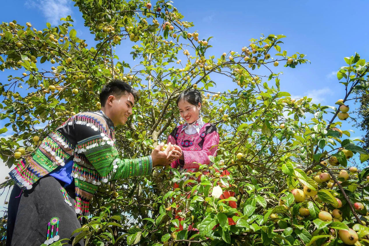 Quả táo mèo là sản vật trời cho vùng đất Ngọc Chiến
nói chung và Nậm Nghẹp nói riêng. (Ảnh: NVCC)