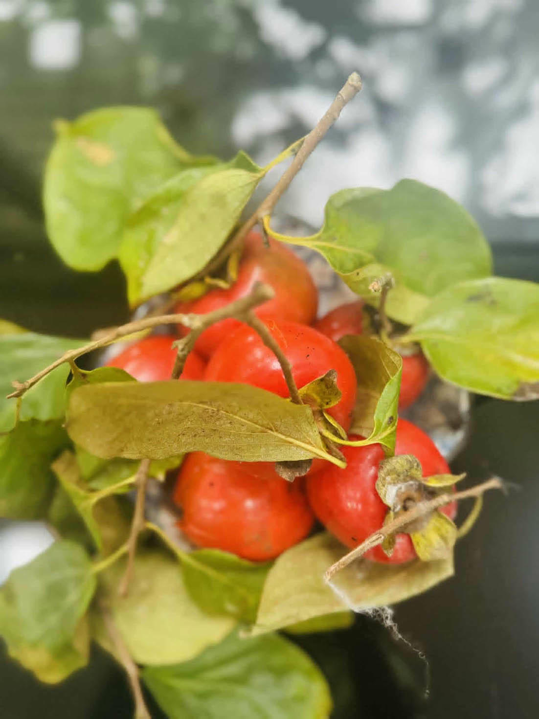 Những quả hồng hái tại vườn nhà bà Thanh Tuyền tạo nên sắc thu ngọt ngào.