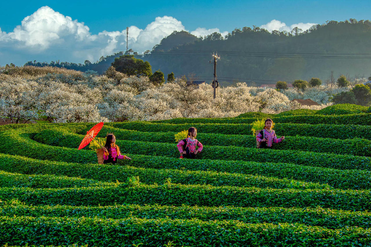 Các vùng núi như Sa Pa (Lào Cai), Mộc Châu (Sơn La), Hà Giang, Y Tý hay Hoàng Su Phì trở nên rực rỡ và quyến rũ hơn bao giờ hết vào mùa thu. (Nguồn: Cục Du lịch Quốc gia Việt Nam)