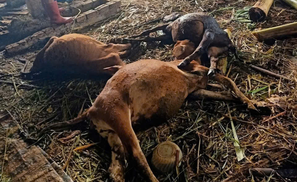 Mưa lớn kèm theo sấm sét đã làm chết đàn gia súc của một hộ dân tại xã Mường Bú, tỉnh Sơn La (Ảnh: CTV).