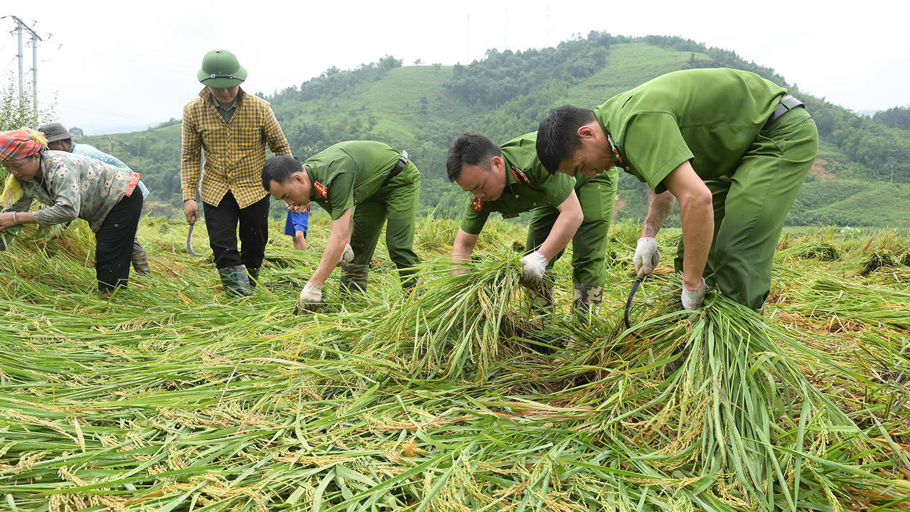 Lực lượng công an hỗ trợ người dân gặt lúa sớm.