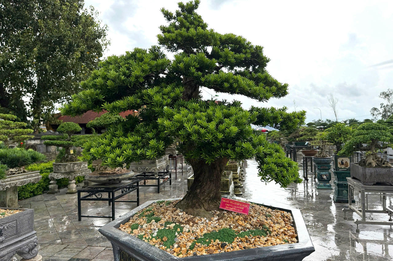 Trưng bày sinh vật cảnh là một trong những hoạt động trong khuôn khổ lễ hội, diễn ra từ ngày 03/10 đến 11/10.