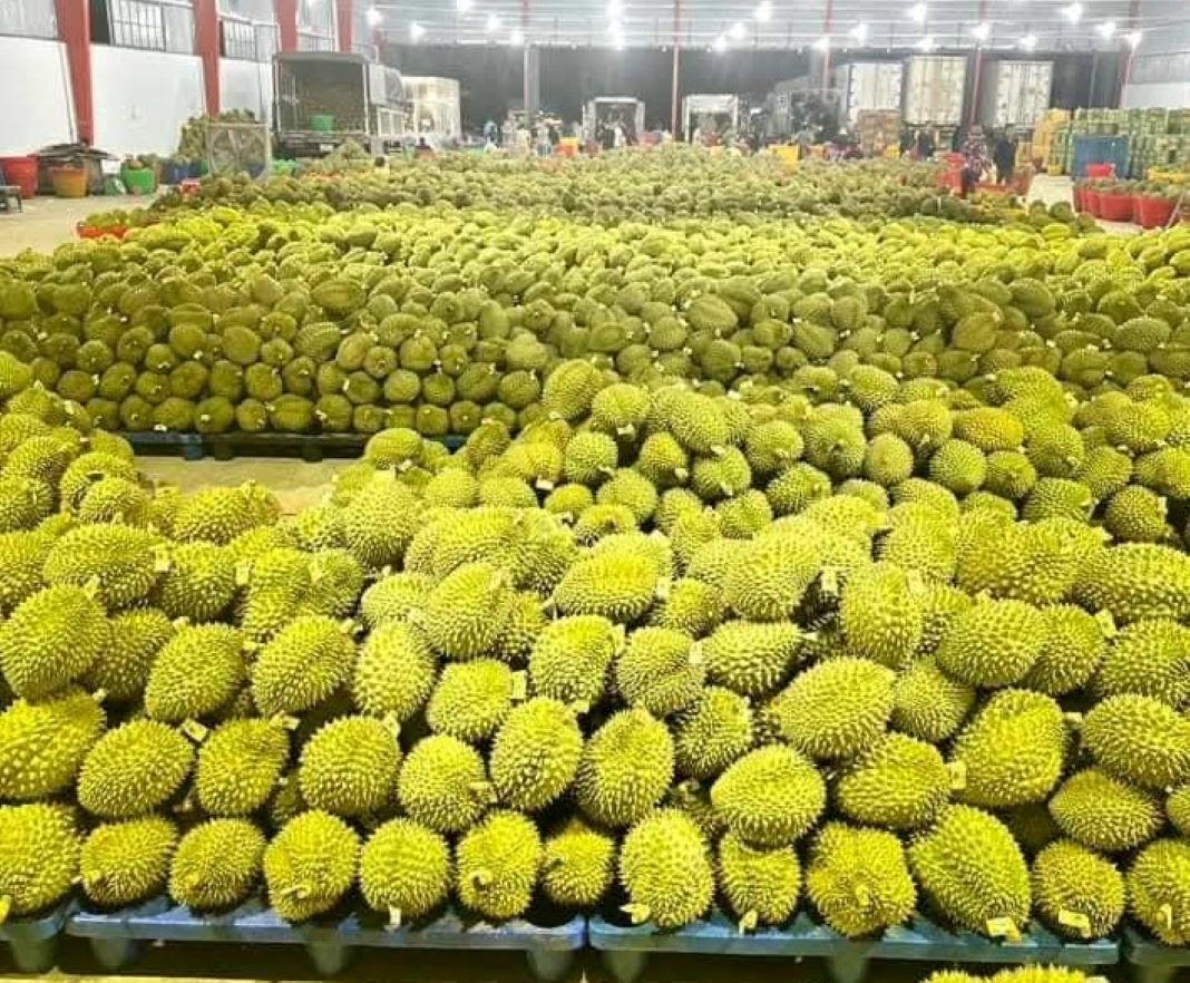 Sầu riêng Đắk Lắk đạt sản lượng kỷ lục tạo lợi thế cho xuất khẩu nông sản