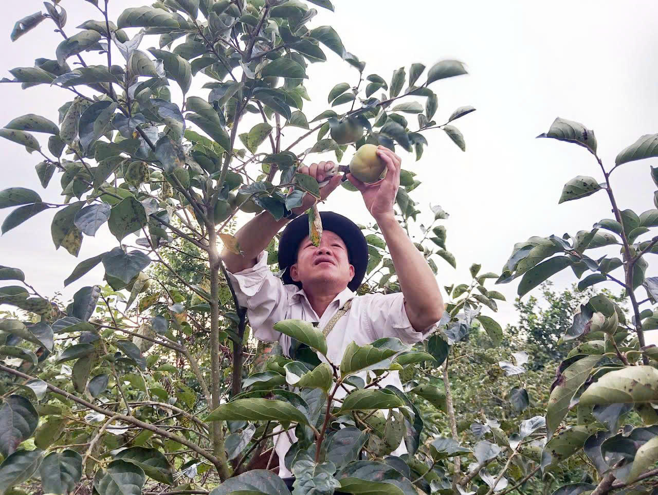 Sơn La: Nỗ lực xóa đói giảm nghèo ở Phiêng Cằm  
