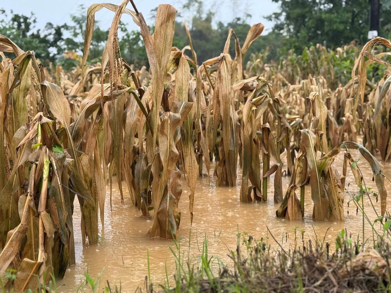 Nhiều khu vực hoa màu, cây trồng bị chết. (Ảnh: PV)