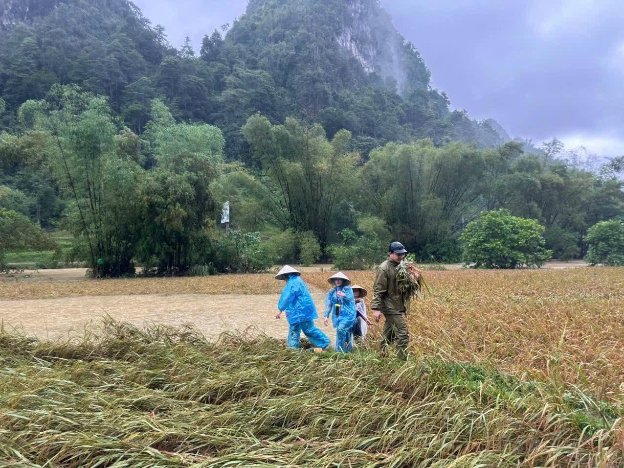 Nhiều cánh đồng lúa của bà con đổ ngả nghiêng, ngập trong nước nhiều ngày. (Ảnh: PV)