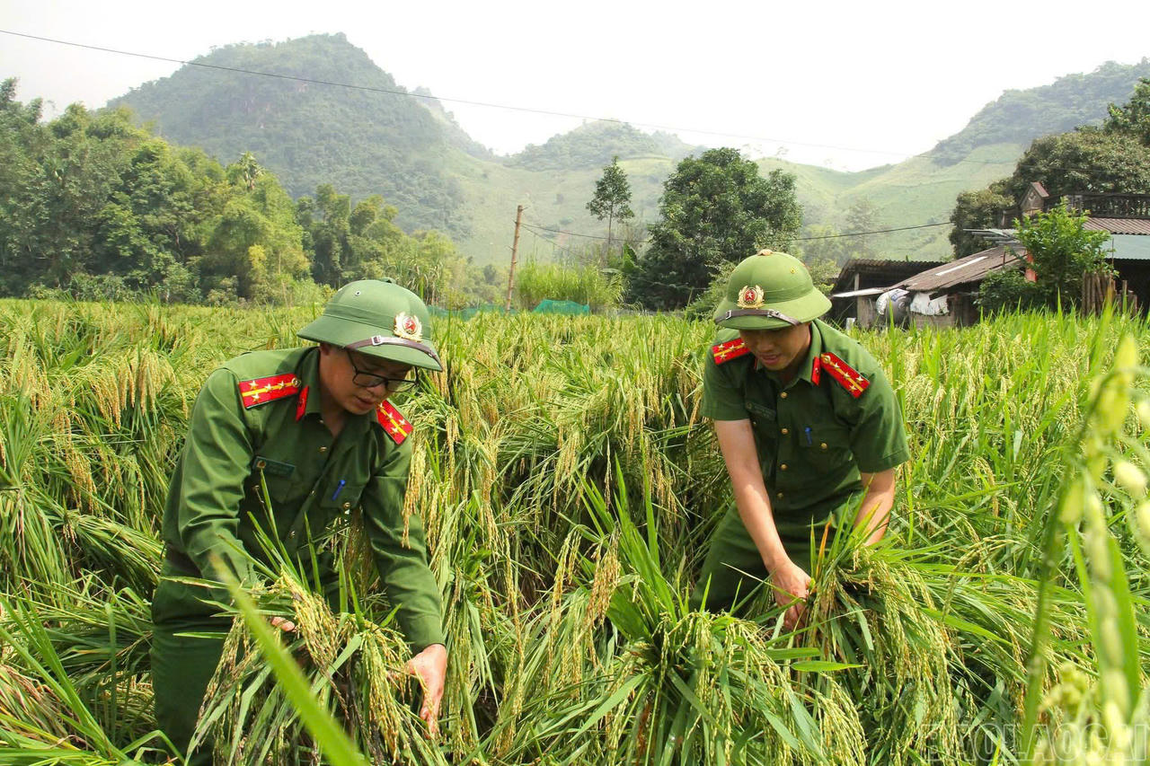 Công an xã Văn Bàn giúp dân buộc lúa chống ngập, đổ.