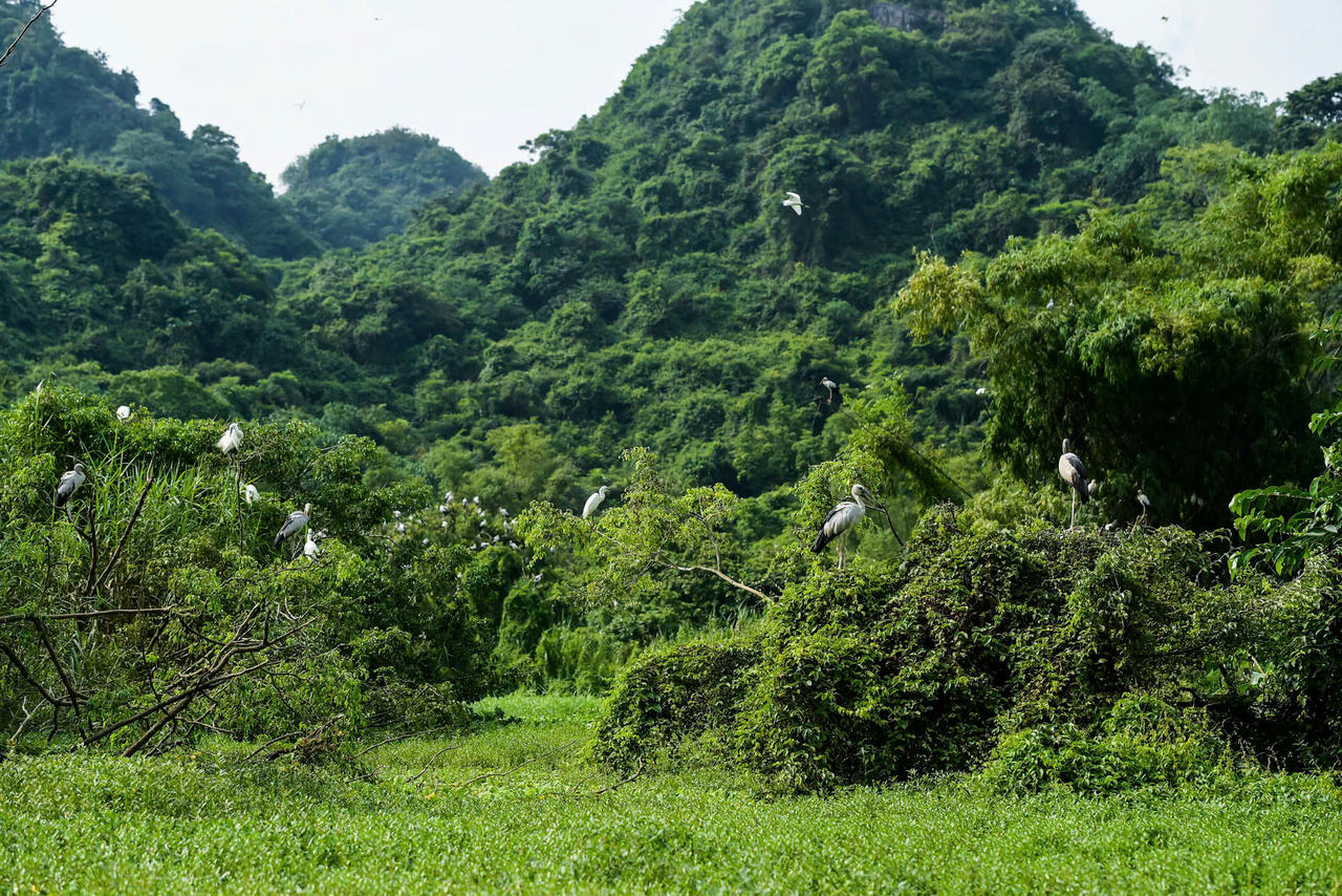 Ninh Bình: Xử lý nghiêm các hành vi trái pháp luật liên quan chim hoang dã, di cư

