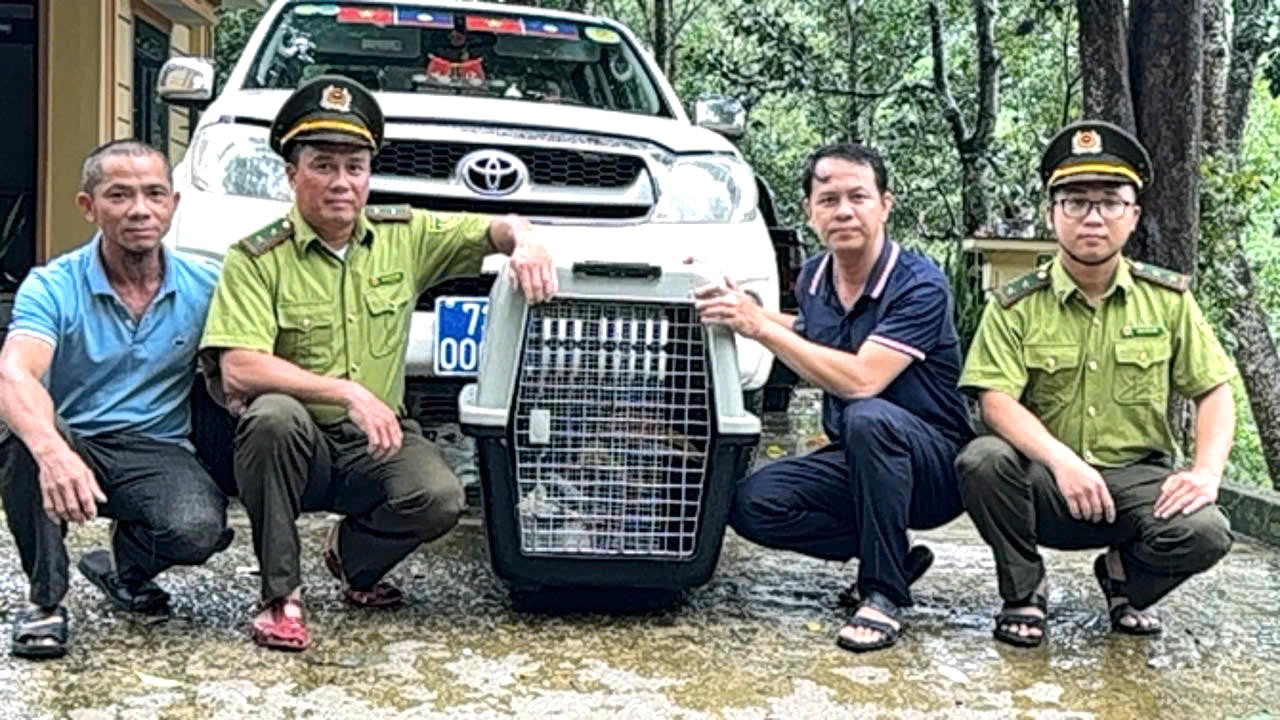 Cá thể chim Hồng hoàng (Buceros bicornis), loài chim mỏ sừng lớn, quý hiếm thuộc nhóm IB được người dân tự giác giao nộp cho cơ quan chức năng.