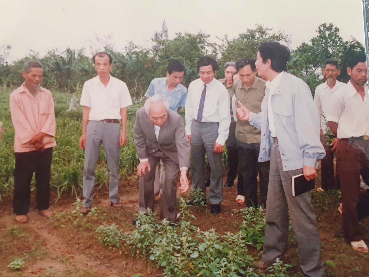 Vào năm 1988, Đại tướng Võ Nguyên Giáp đã mang về một giống cây rất quý từ châu Mỹ, đó là cây cỏ ngọt (còn gọi là cây cúc ngọt) (Ảnh: NVCC)