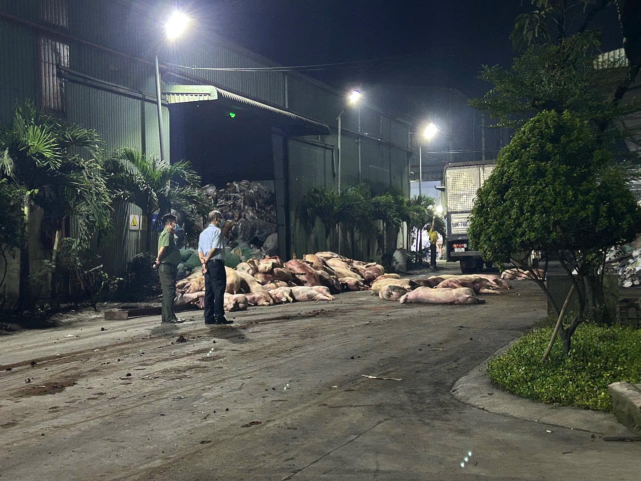89 con heo bị tiêu huỷ.