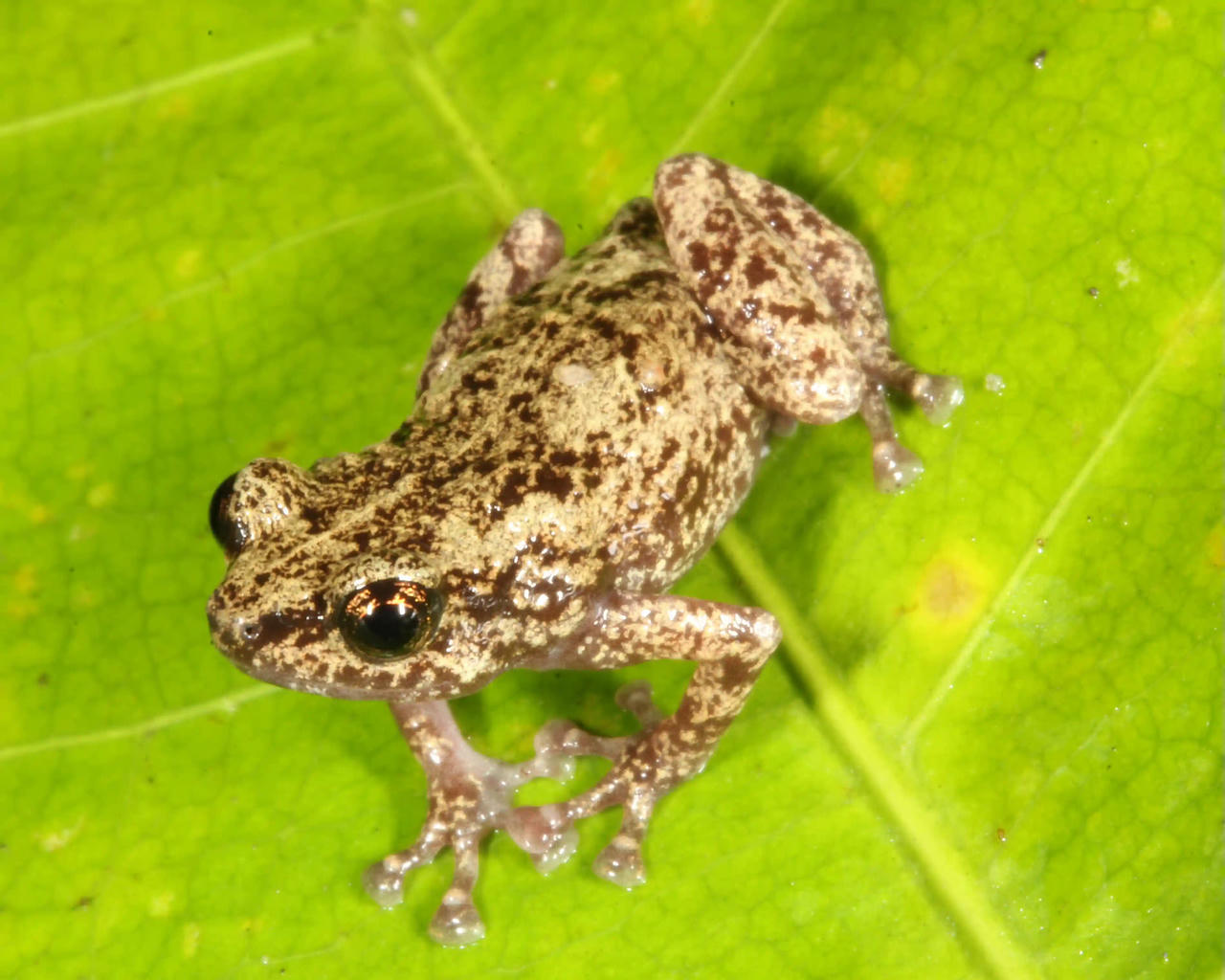 Choerophyrne koeypad có miếng đệm ngón chân quá khổ và tiếng kêu the thé. (Ảnh: Conrad Hoskin/Đại học James Cook)