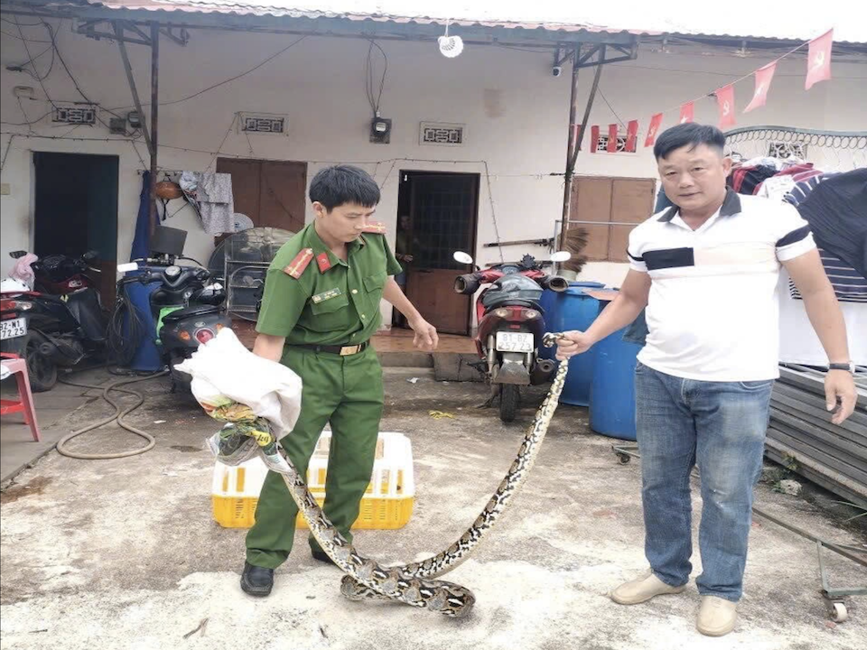 Một con trăn lớn chắn ngang quốc lộ đã được người dân giao nộp kiểm lâm