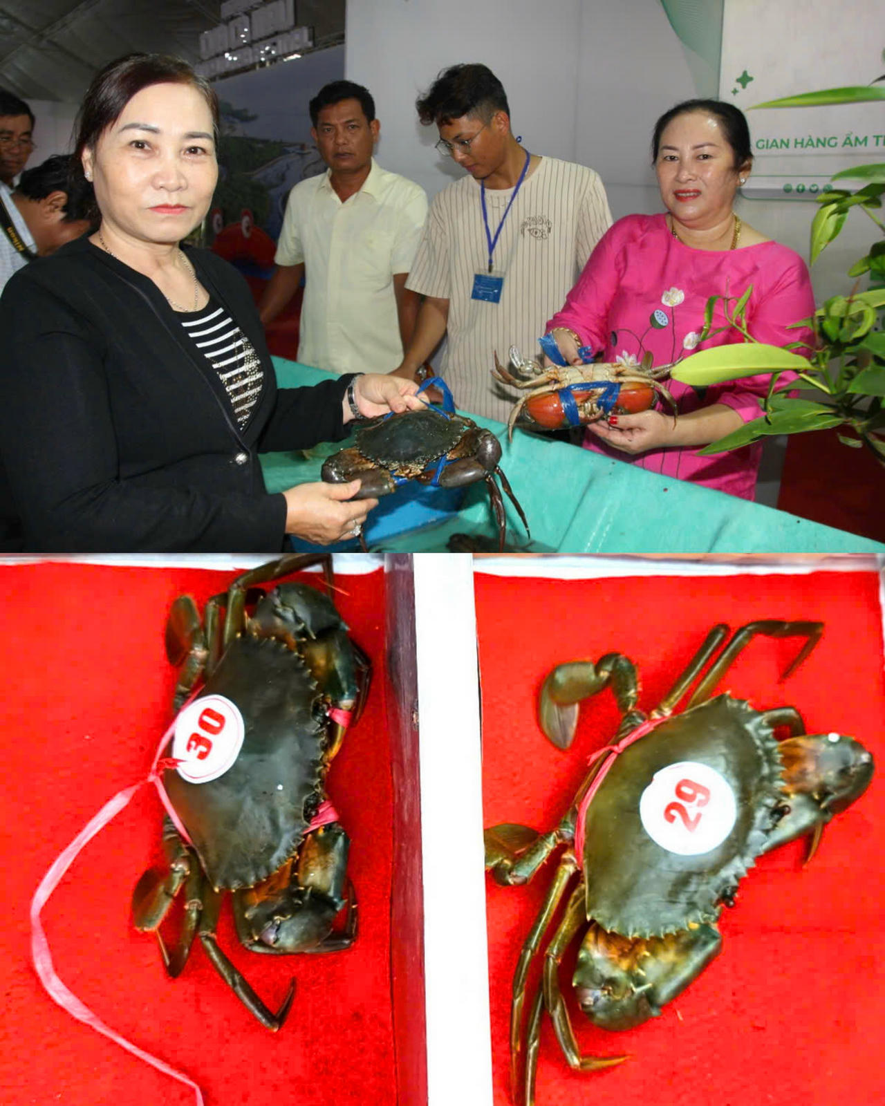 Cua thi “Xác lập kỷ lục Cua Cà Mau” phải có trọng lượng từ 1,452kg trở lên, còn sống, đầy đủ bộ phận, có nguồn gốc tại Cà Mau.