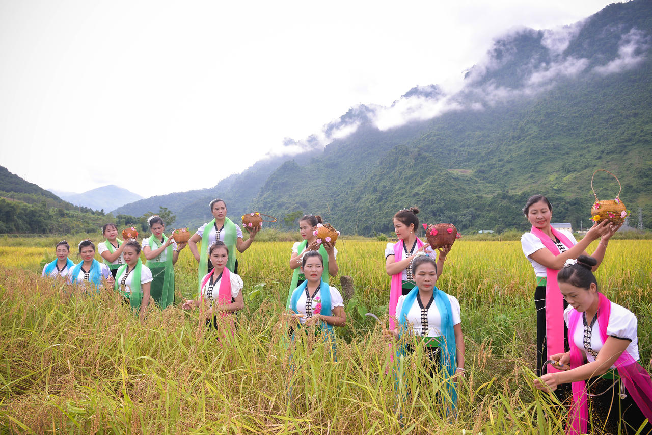 Những khoanh ruộng nếp đẹp nhất được các cô gái Thái cắt cườm mang về dâng cúng và làm cốm mới.