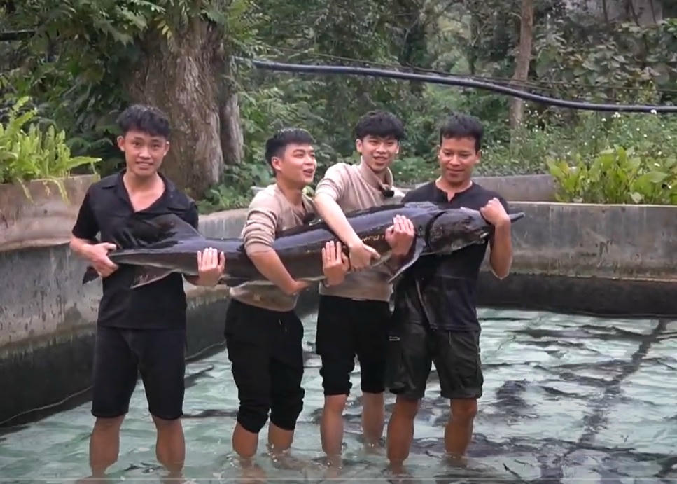 ‘Bật mí’ về ‘chú’ cá tầm 50 kg sẽ được chào bán tại Tuần lễ Nông sản Việt